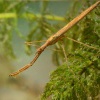 Jehlanka valcovita - Ranatra linearis - Water Stick Insect 4858